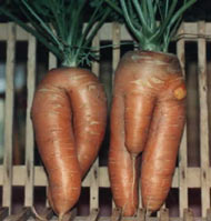 Cultivo curioso